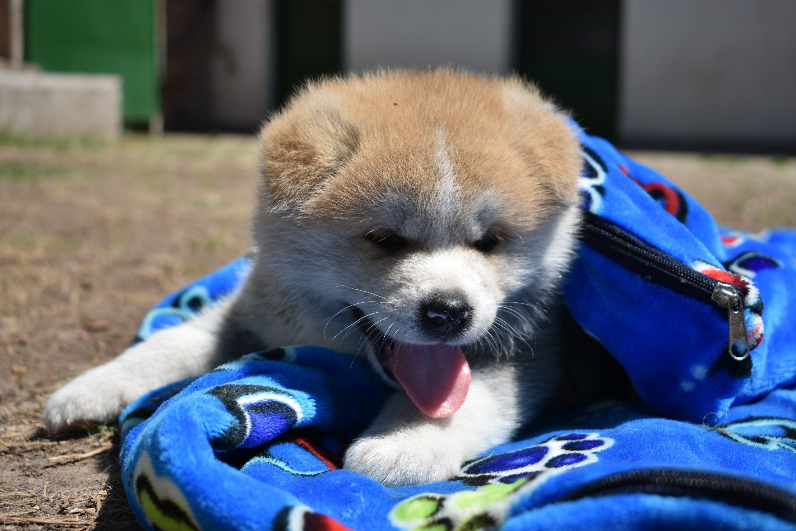 Akita Inu facts and other curiosities about the breed Wiki Akita