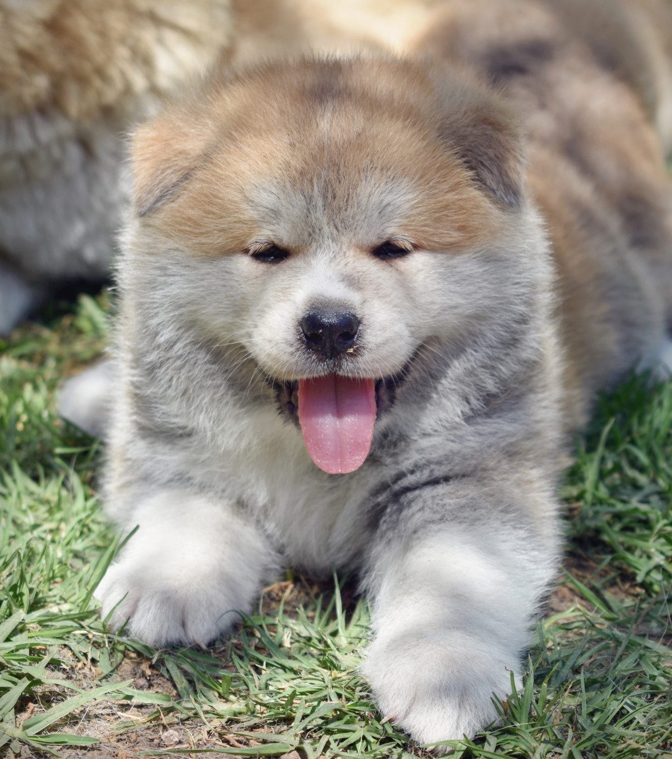 Curiosidades y otros datos del Akita Inu - Itsumo Wiki