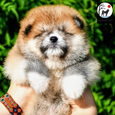What About Long-Haired Akitas? - Itsumo Wiki
