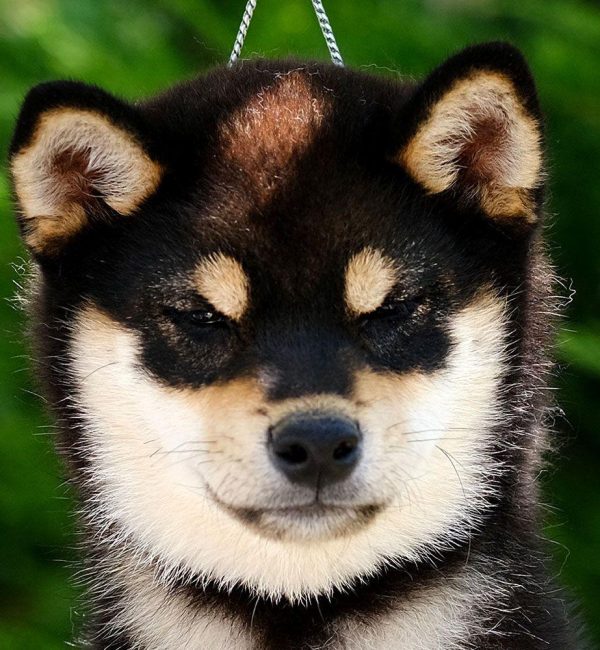 Ejemplar Shiba Inu Akai Hana SunoDzho "Maradona", del criadero Itsumo Go