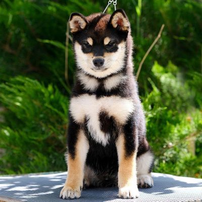 Akai Hana SunoDzho Maradona cuerpo entero Ejemplar Shiba Inu Akai Hana SunoDzho "Maradona", del criadero Itsumo Go