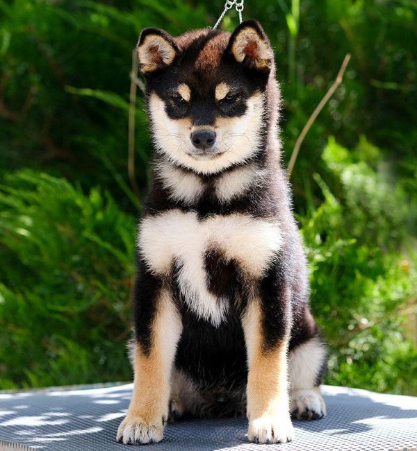 Ejemplar Shiba Inu Akai Hana SunoDzho "Maradona", del criadero Itsumo Go
