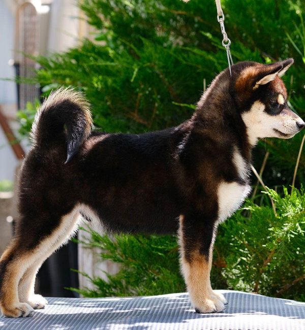 Ejemplar Shiba Inu Akai Hana SunoDzho "Maradona", del criadero Itsumo Go