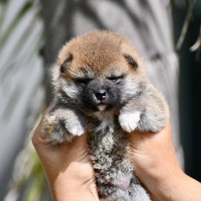 Cachorrito de la camada de Nobu y Doremi, criadero Itsumo Go