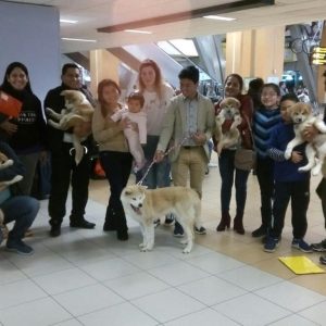 Itsumo Go traslado seguro y cómodo #14