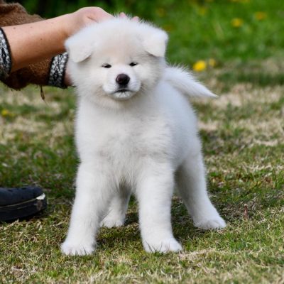 Cachorro macho blanco de la camada de Uran y Shirokuma, criadero Itsumo Go