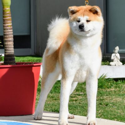 Unsyuhime Akita Inu