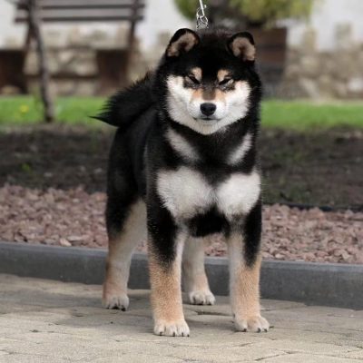 Hembra shiba Inu Akai Hana Herumi (Barbi), de color negro y fuego, ejemplar del criadero Itsumo Go