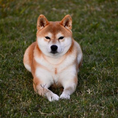 Yuikame Go Sanuki Mizumotosou, Ejemplar Shiba Inu del criadero Itsumo Go